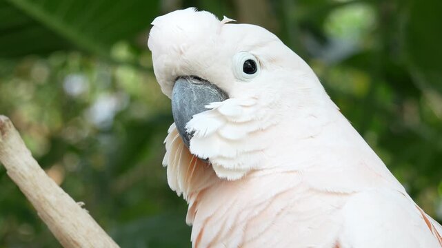 cacatua close up portrait looking at you