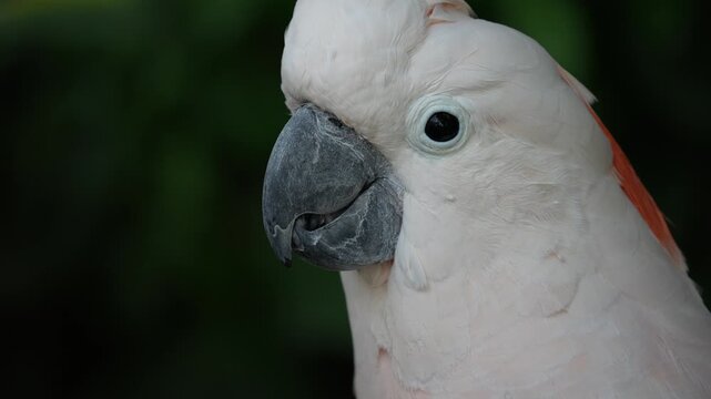 cacatua close up portrait looking at you