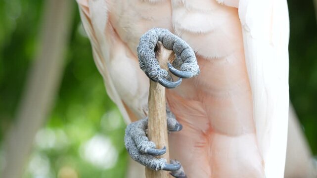cacatua close up portrait looking at you