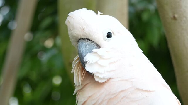 cacatua close up portrait looking at you