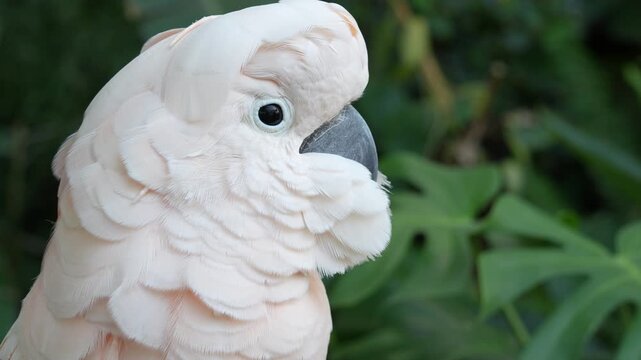 cacatua close up portrait looking at you