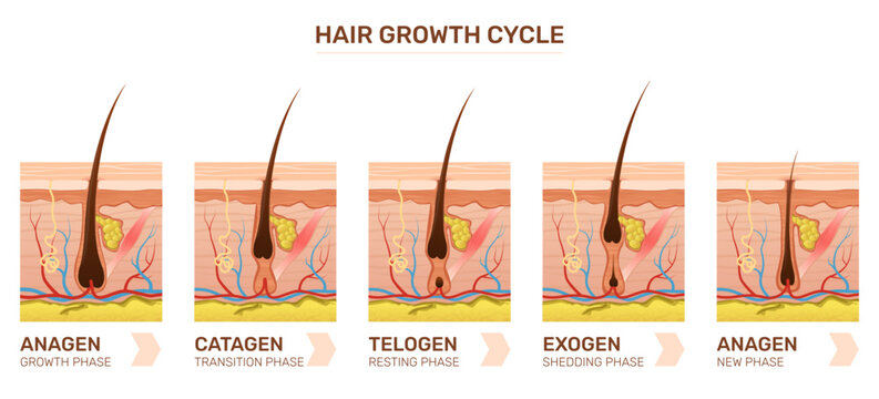 Hair growth cycle. Medical educational poster, development stages, anatomical images, human skin in section regeneration phase, cartoon flat style isolated qualitative vector infographic