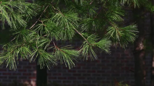 Sunlit Pine Needles on Hanging Evergreen Branches