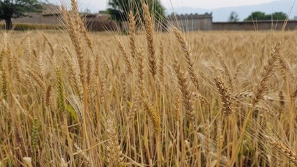 wheat stalk (Triticum aestivum) crop in a field  © Najeeb Ullah