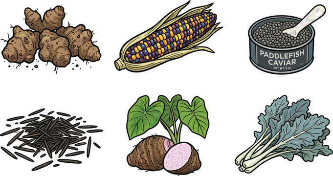Gourmet and Specialty Ingredients Vector Icon Set Featuring Jerusalem Artichoke, Flint Corn, Paddlefish Caviar Can, Wild Rice, Taro Root, and Kale Greens
