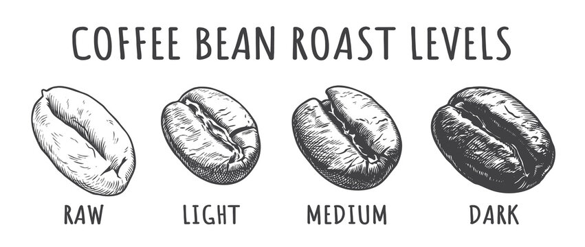 Coffee Bean Roast Levels Vector Illustration, Vintage Engraved Raw to Dark Beans for Roastery Branding and Packaging