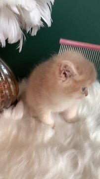 Adorable fluffy white kitten sitting beside decorative feather boas in soft indoor lighting