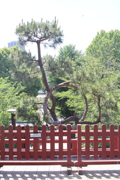 The historic Moon Pine tree branch shaped in a circle over a wooden terrace railing.