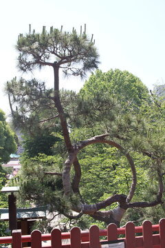 A close up view of the famous Moon Pine with its perfectly circular branch in Ueno.