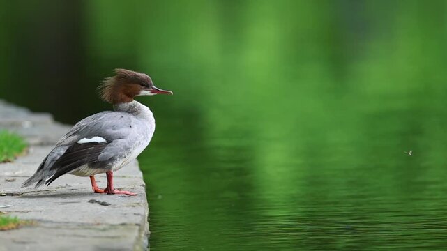 Common Merganser (Goosander) Swimming and relaxing on a Peaceful Park Lake