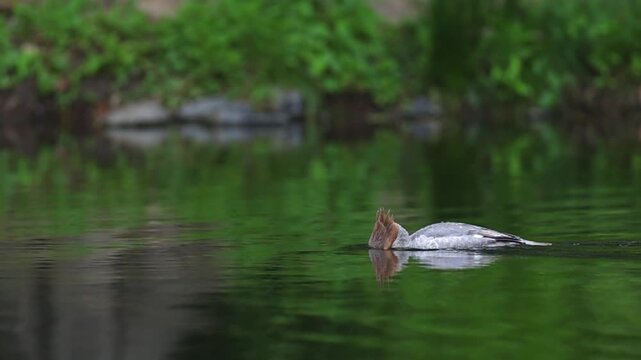 Common Merganser (Goosander) Swimming and relaxing on a Peaceful Park Lake