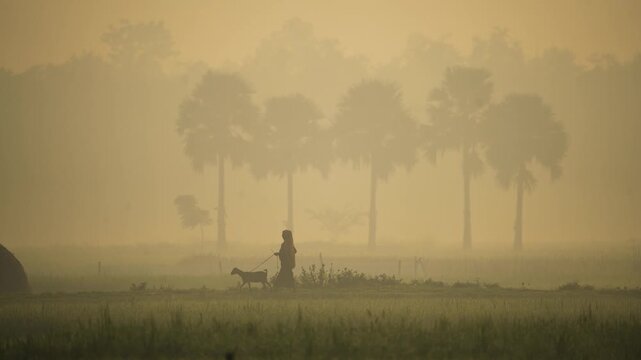 View of a person walking with a goat through a misty rural field at dawn with palm trees in the background in Bogura, Rajshahi Division, Bangladesh.