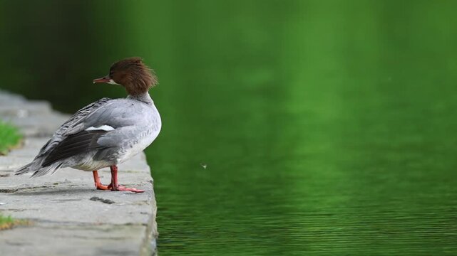 Common Merganser (Goosander) Swimming and relaxing on a Peaceful Park Lake