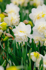 Fototapeta premium White double narcissus flowers blooming in green foliage