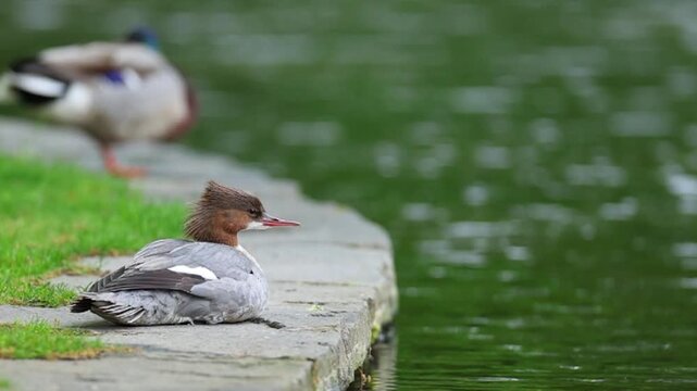 Common Merganser (Goosander) Swimming and relaxing on a Peaceful Park Lake