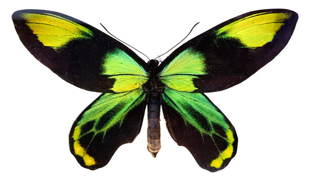 A green butterfly known as Ornithoptera victoria is displayed against a white background. The butterfly is isolated to show its unique wing patterns and body structure clearly.