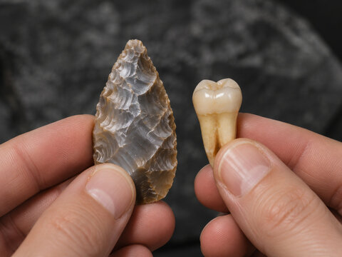 Two human hands carefully present and compare a meticulously crafted prehistoric flint arrowhead, showcasing its intricate knapped texture, alongside a perfectly preserved human molar tooth, highlight