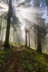 Fototapeta premium Nebelwald Hochschwab Gebiet - Lichtstrahlen