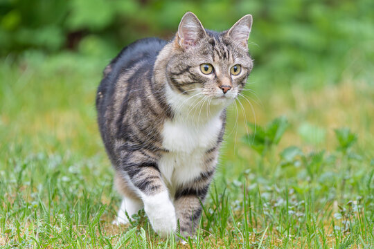 Cat out in the garden