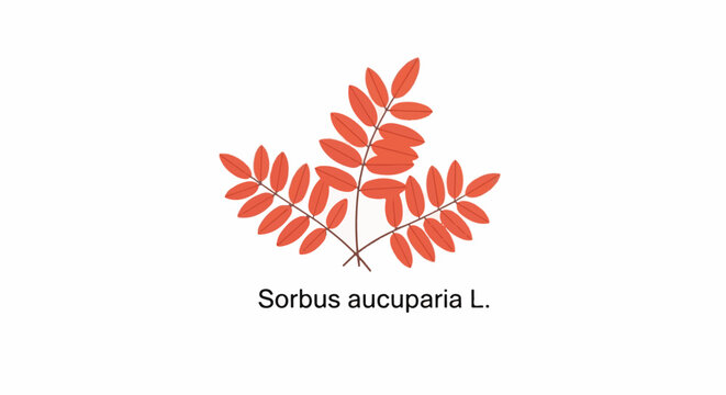 Stylized illustration of rowan tree leaves in autumn colors