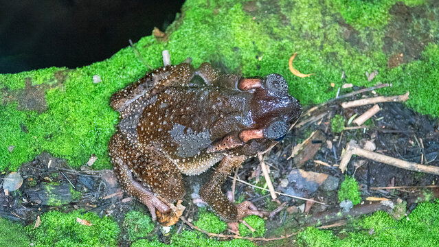 Probably young cane toad, Aga (Rhinella marina) introduced to Borneo. Or young Duttaphrynus melanostictus. Or young Everett's Asian tree toad endemic species