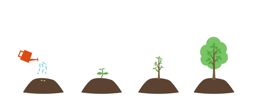 種から木に育つ植物の成長過程のイラスト