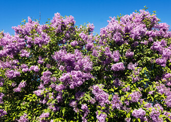 Obraz premium Purple lilac bush in bloom against a blue sky