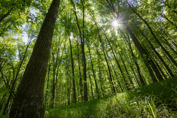 Fototapeta premium forest trees. nature green wood sunlight backgrounds.