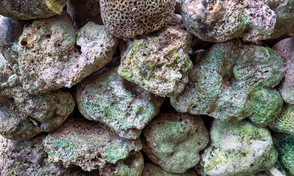 Volcanic tuff (igneous-rock froth, pumice-stone) and skeletons of sponges beach on the coast of Sulawesi. Dead Coral Beach