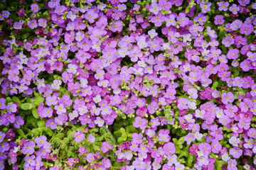 Obraz premium Purple aubrieta flowers blooming in green garden