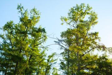 Fototapeta premium Tall green trees against clear blue sky