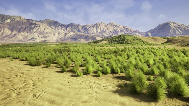 arid basin with young shrubs, rolling sand dunes and distant rugged mountains under clear blue sky, sunlight highlighting green patches and textured ripples,