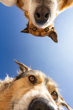 Two dogs with distinct fur patterns and colors looking up at the camera against a clear blue sky, showcasing their curious expressions and playful demeanor