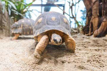 Obraz premium Close-up portrait of terrestrial tortoise walking on sandy ground in zoo terrarium.