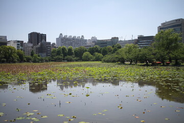 Fototapeta premium Scenic view of Shinobazu Pond surrounded by green trees and skyscrapers in Tokyo.