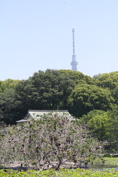 Numerous wild cormorants perched on a tree in Tokyo with Skytree in the background.