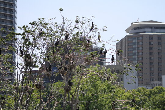 Flock of wild cormorants nesting on a tree surrounded by skyscrapers in Tokyo.