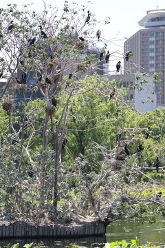 Vertical shot of wild cormorants nesting on a tree by the pond in Tokyo.