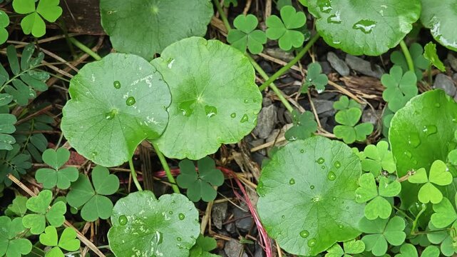Herbal foliage of Centella asiatica.