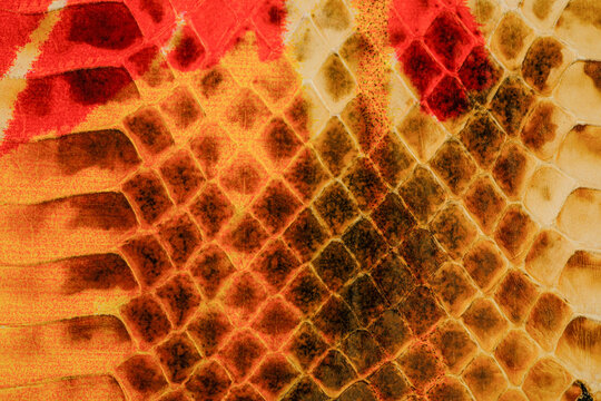 Glossy python leather texture with warm orange reptile scale pattern for exotic fashion background