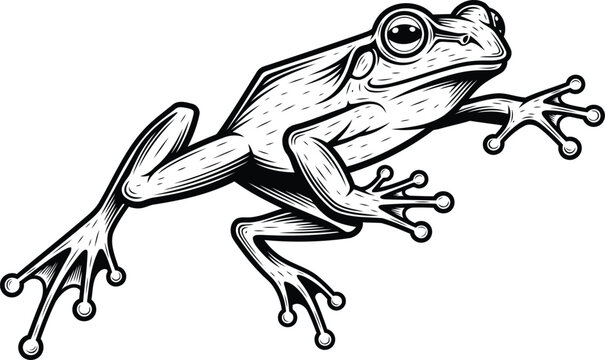 Detailed illustration of a frog in mid jump