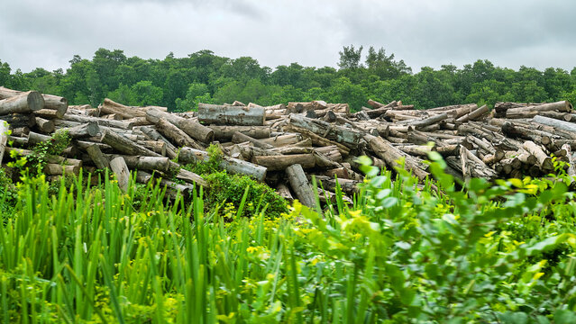 Substandard timber scraps in the open. Near a sawmill in a logging area. Wasteful destruction of tropical forests. Borneo Island.