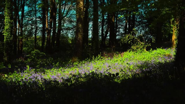 Sunlight filtering through Moore Abbey Woods forest illuminating wild bluebells with a gentle breeze