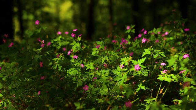 Sunlit Herb Robert wildflowers in woodland with soft moving shadows and gentle breeze