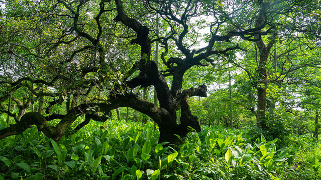 Humid rainforest during monsoon rains, rainy season. Java Island. Indonesia