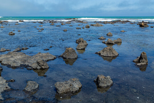Petrified tree stumps exposed at low tide.
