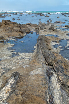 A coastal 180-million-year-old Jurassic petrified forest at low tide
