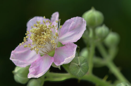Brombeerbl&uuml;te