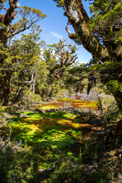 Swamp and lush forest with lichen and moss