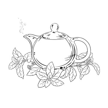 Stevia Tea in Teapot aroma beverage Outline Illustration. Vector isolated for Design and Decoration for Cafeteria, Posters, Banners, Cards.